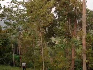 Kebun Durian Murah Sudah panen Rutin di Purworejo Jawa Tengah