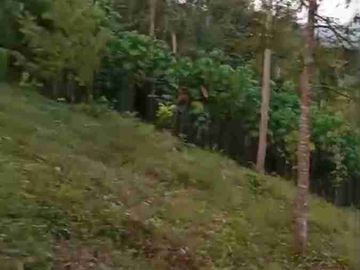Kebun Durian Murah Sudah panen Rutin di Purworejo Jawa Tengah
