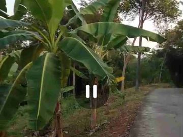 Kebun Durian Murah Sudah panen Rutin di Purworejo Jawa Tengah