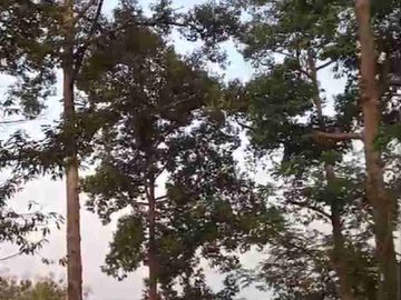 Kebun Durian Murah Sudah panen Rutin di Purworejo Jawa Tengah