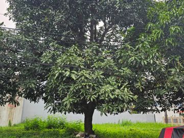 Dijual Rumah di Citra 2 Jakarta Barat