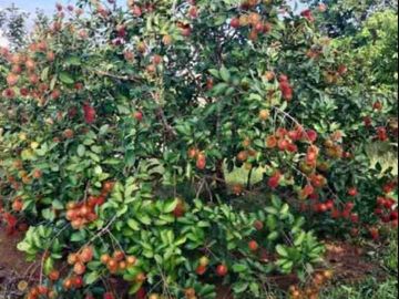 Kebun 600 M2 depan Aspal Dekat Bilibili