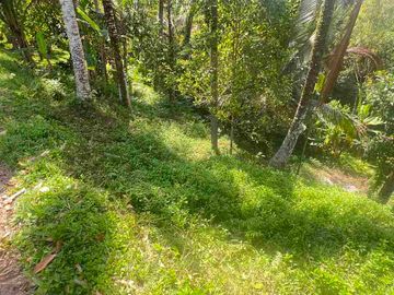 jual tanah kebun luas kecil los sungai di selemadeg tabanan bali.