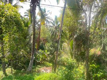 jual tanah kebun luas kecil los sungai di selemadeg tabanan bali.