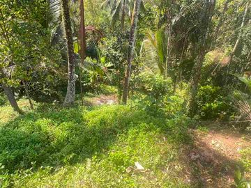 jual tanah kebun luas kecil los sungai di selemadeg tabanan bali.