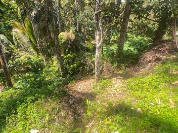 jual tanah kebun luas kecil los sungai di selemadeg tabanan bali.