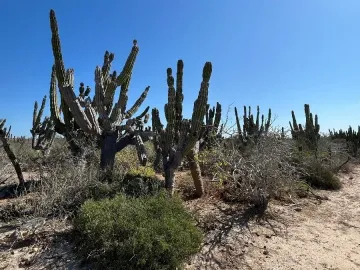 Terreno en venta en Agua Blanca, Baja California Sur, cerca de la playa