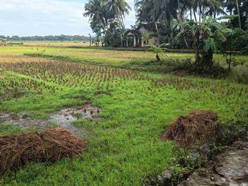 Tanah Murah View Sawah di Kulwaru Wates Kulon Progo