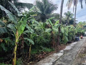 Tanah Murah View Sawah di Kulwaru Wates Kulon Progo