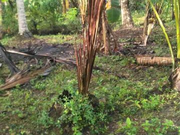 Tanah Murah View Sawah di Kulwaru Wates Kulon Progo