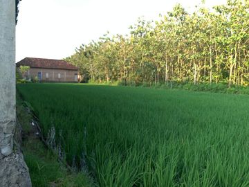 Sawah Lelang Murah Depan Jalan Besar di Sumberlawang Sragen
