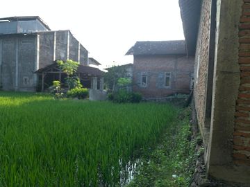 Sawah Lelang Murah Depan Jalan Besar di Sumberlawang Sragen