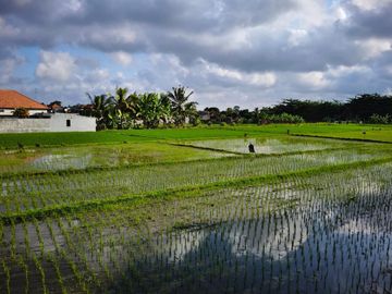 ID:H-164 Dijual Villa View Sawah Ubud Gianyar Bali