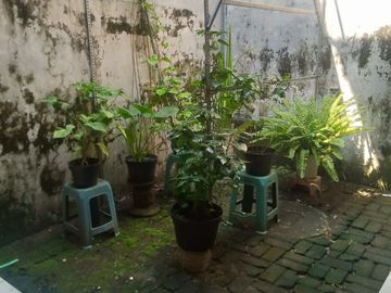 Dijual Rumah Siap Huni Tenggilis Utara UBAYA REV.A919