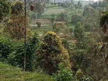 Di jual 2 unit 2 lantai include perkebunan durian MDPL 950