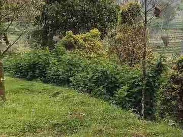 Di jual 2 unit 2 lantai include perkebunan durian MDPL 950