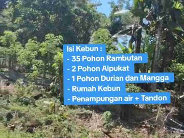 Kebun Rambutan pinggir Jalan Aspal Desa Belapunranga Dekat Bilibili