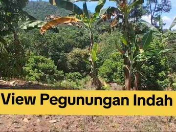 Kebun Rambutan pinggir Jalan Aspal Desa Belapunranga Dekat Bilibili