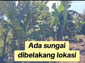 Kebun Rambutan pinggir Jalan Aspal Desa Belapunranga Dekat Bilibili