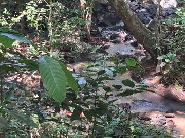 Kebun Rambutan pinggir Jalan Aspal Desa Belapunranga Dekat Bilibili