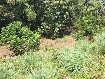 Kebun Rambutan pinggir Jalan Aspal Desa Belapunranga Dekat Bilibili