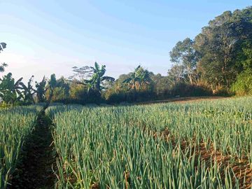 Lahan Eksotis Luas 3100m Kawasan Wisata Tabanan Bali