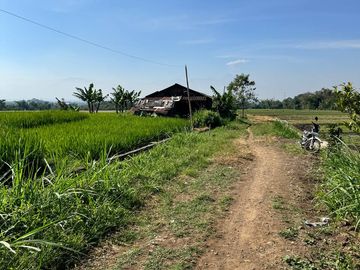 Sawah Lokasi Singosari