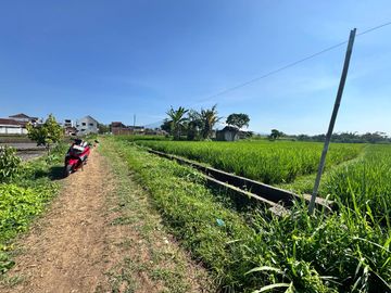 Sawah Lokasi Singosari