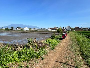 Sawah Lokasi Singosari