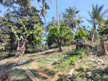 jual tanah 98 are harga 20 jt/ are.lok bonian selemadeg barat