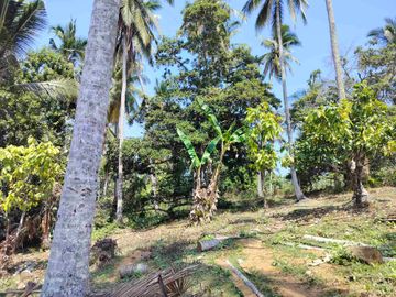 jual tanah 98 are harga 20 jt/ are.lok bonian selemadeg barat