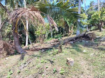 jual tanah 98 are harga 20 jt/ are.lok bonian selemadeg barat