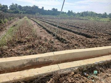 Jual Tanah 1 Hektar Jln.Kontener Kab.Sorong