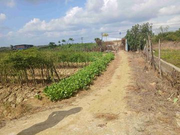 Jual Tanah 1 Hektar Jln.Kontener Kab.Sorong