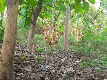 Dijual Tanah Hook Zona Industri di Sebani Tanjangrono Ngoro Mojokerto SHM On Hand
