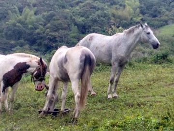 Vendo finca de 10 hectáreas entre Gualea y Pacto