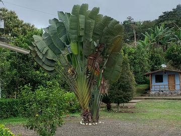 Vendo finca de 10 hectáreas entre Gualea y Pacto