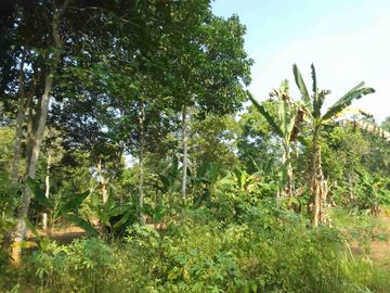 Tanah Murah dijual di Serang kota Banten luas 7000 m²