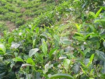 Tanah Potensi Wisata Air Terjun & Kebun Teh seluas 73 Ha di Puncak Mulya, Pangalengan. Propinsi Jawa Barat.
