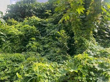 Tanah Premium 5,5 Are Disewakan di Seminyak dengan Lokasi Strategis