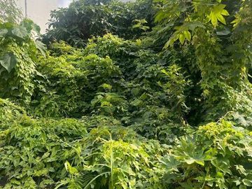 Tanah Premium 5,5 Are Disewakan di Seminyak dengan Lokasi Strategis