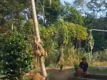 Desa yg cuma 90 menit dari Ibukota Jakarta Luas 5500meter dipenuhi pohon buah, sayur