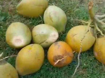 Desa yg cuma 90 menit dari Ibukota Jakarta Luas 5500meter dipenuhi pohon buah, sayur