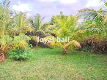 Tanah, Amazing Land with Full Sea View in Lovina, Buleleng, Bali