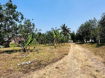 dijual 𝙻𝚊𝚑𝚊𝚗 𝚔𝚎𝚋𝚞𝚗 𝚊𝚙𝚞𝚔𝚊𝚝+𝚐𝚞𝚍𝚊𝚗𝚐 5𝚞𝚗𝚒𝚝