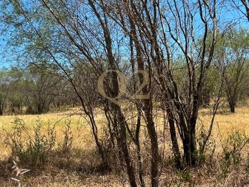 TERRENO EN VENTA – 96 HECTÁREAS | MESA DE LA ANACUA, MONTEMORELOS, N.L.