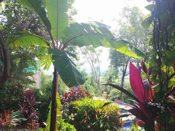 Remato Hermosa casa campirana rústica con bello jardín maduro