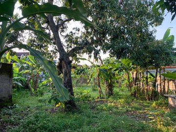 Tanah Lelang Harga di Bawah Pasaran Dekat Gunung Kemukus