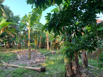 Tanah Lelang Harga di Bawah Pasaran Dekat Gunung Kemukus