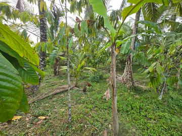 Dijual tanah murah view sawah akses jalan hotmik di tabanan bali